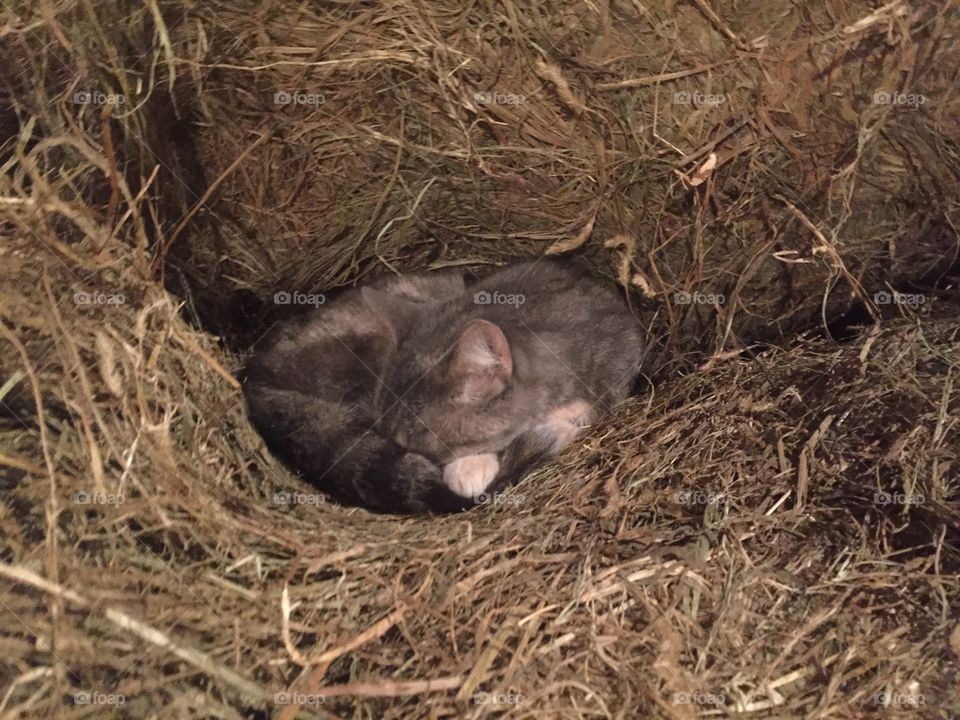 Kitty Cat sleeping in the hay 