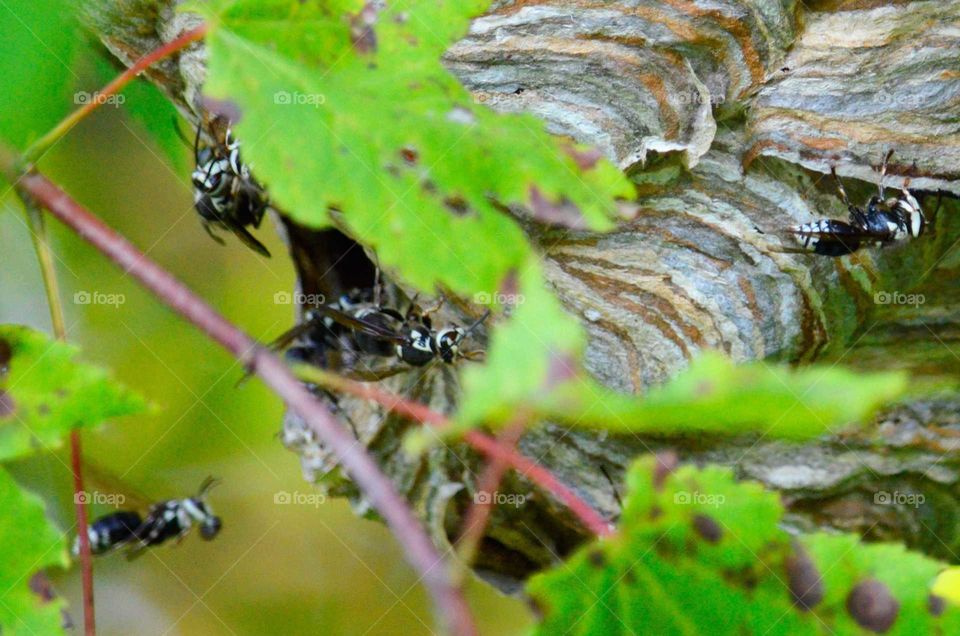 Summer Hive (Series)