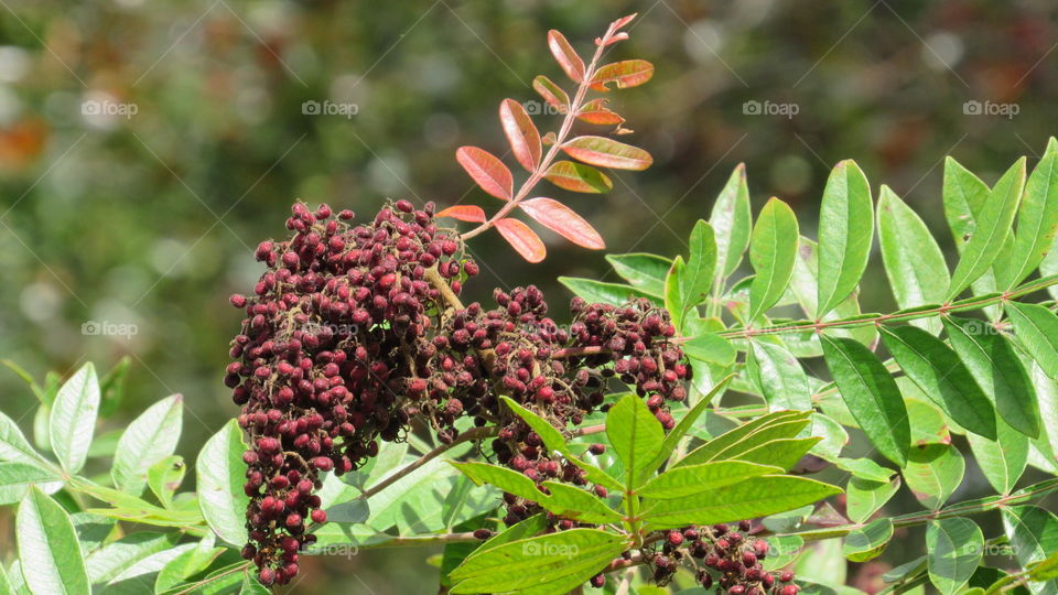 sumac