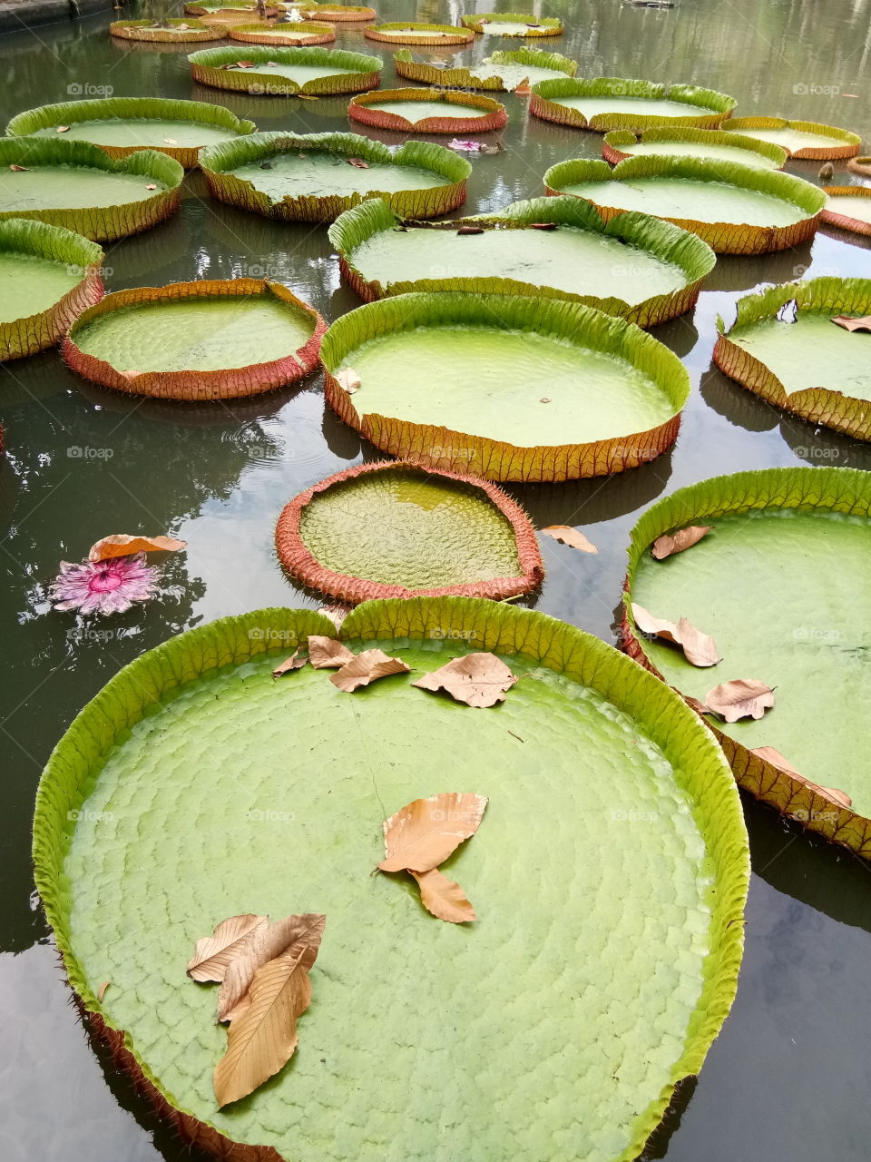 lotus
water
big
nature