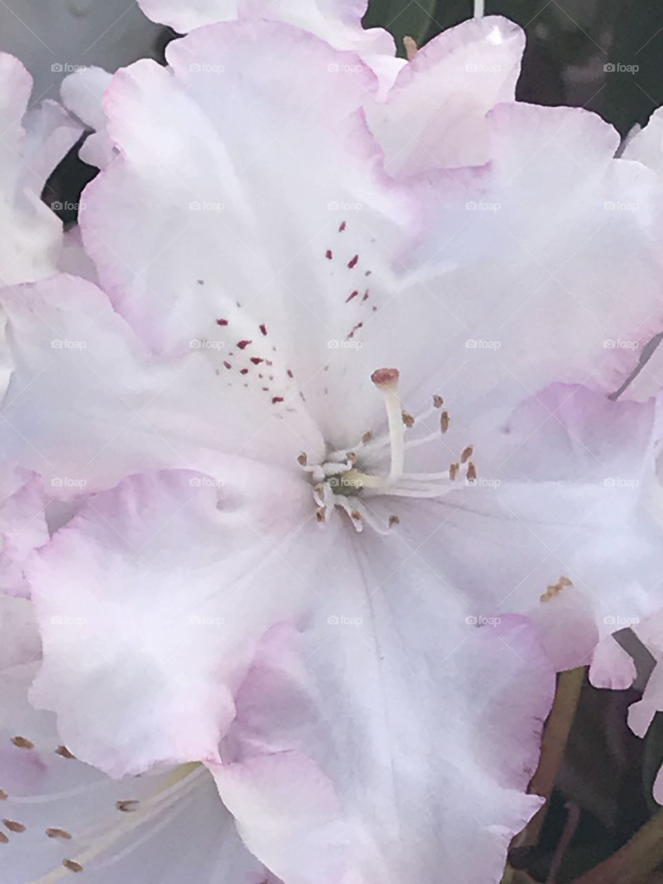 A very pretty flower that I could not resist a closeup of.