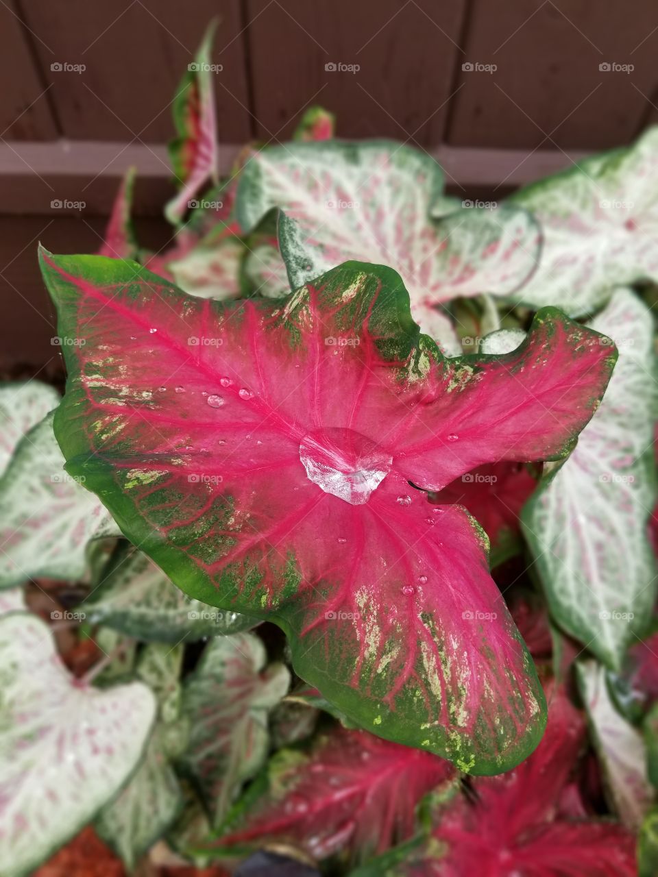 Caladium