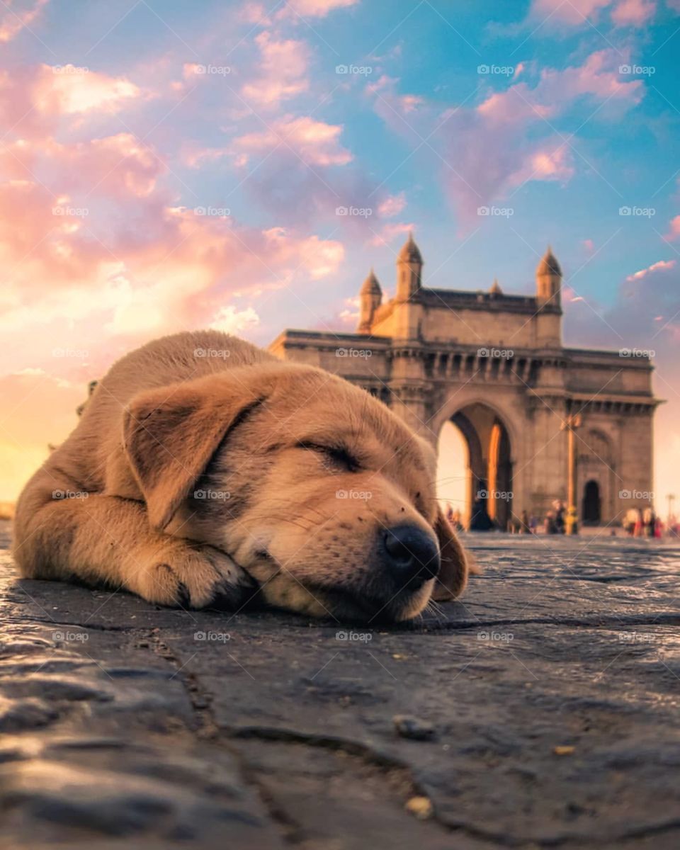 A cute street Dog sleeping on indian road . behind sunset.