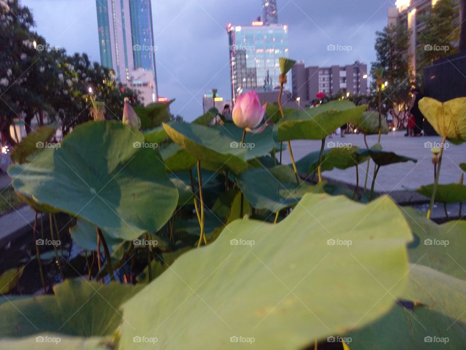 lotus with building