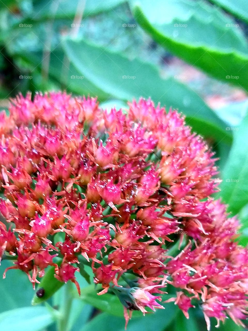 pink flowers in the Fall