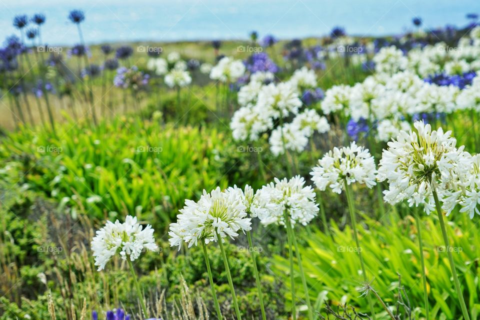 Wildflowers Of The California Coast