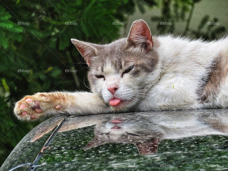 A very tired Greek cat, Athens