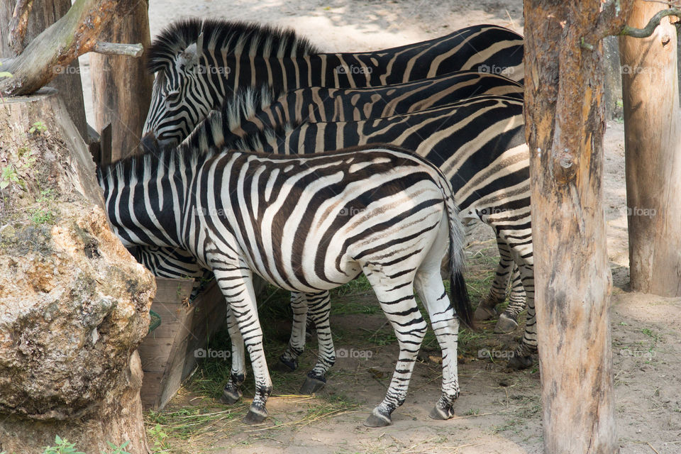 Zebra