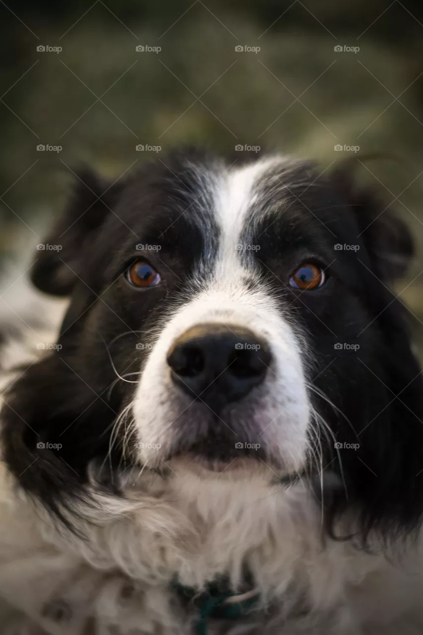 black dog, beautiful