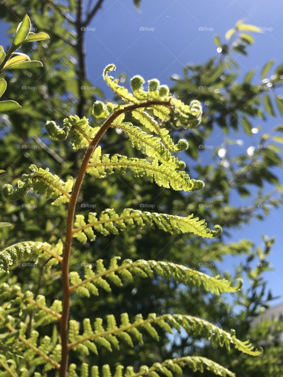 A fern unfolding its fronds during summer 
