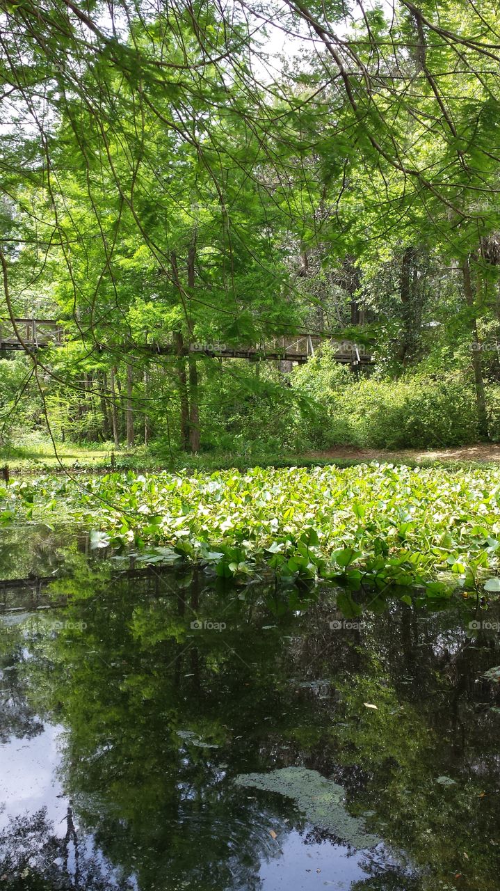 Lily pond