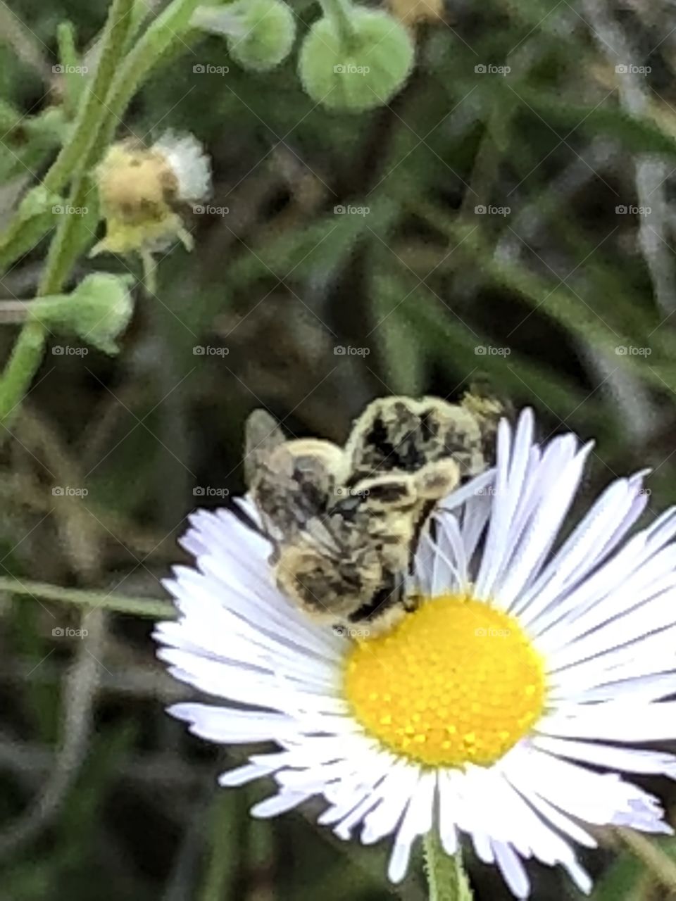 The bees who got in a fight