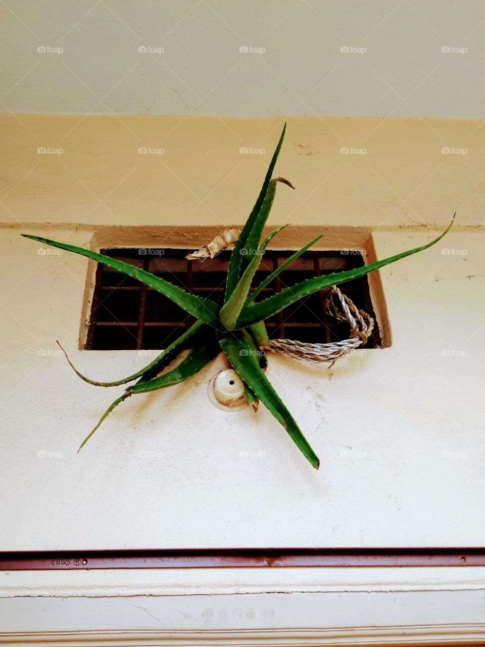 Aloe Vera on the entrance of the house