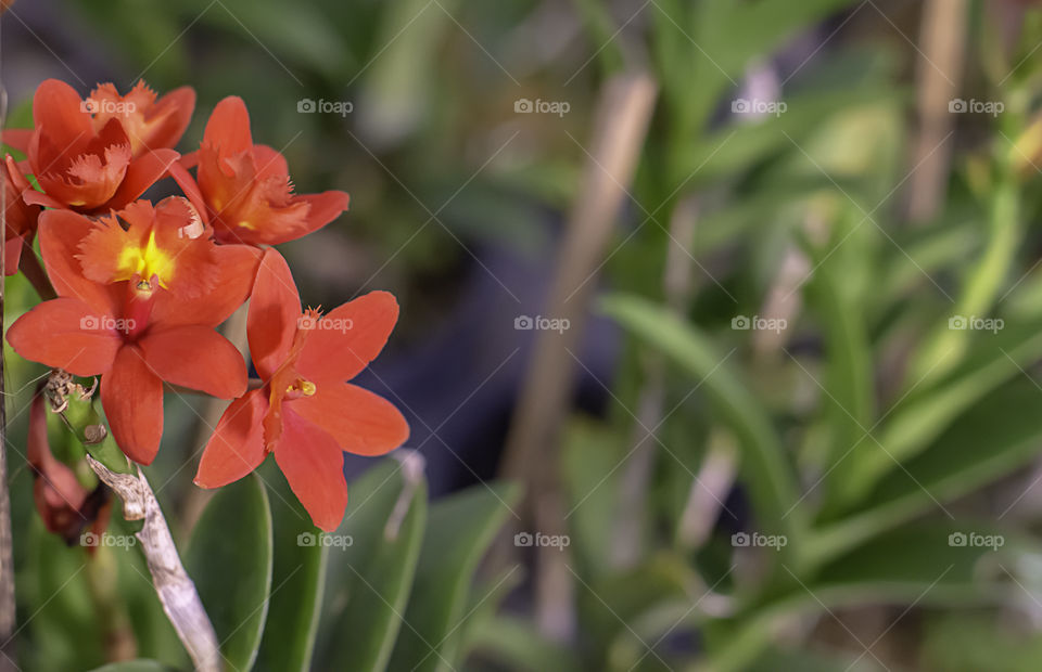 Beautiful Red Orchid Background blurred leaves in the garden.