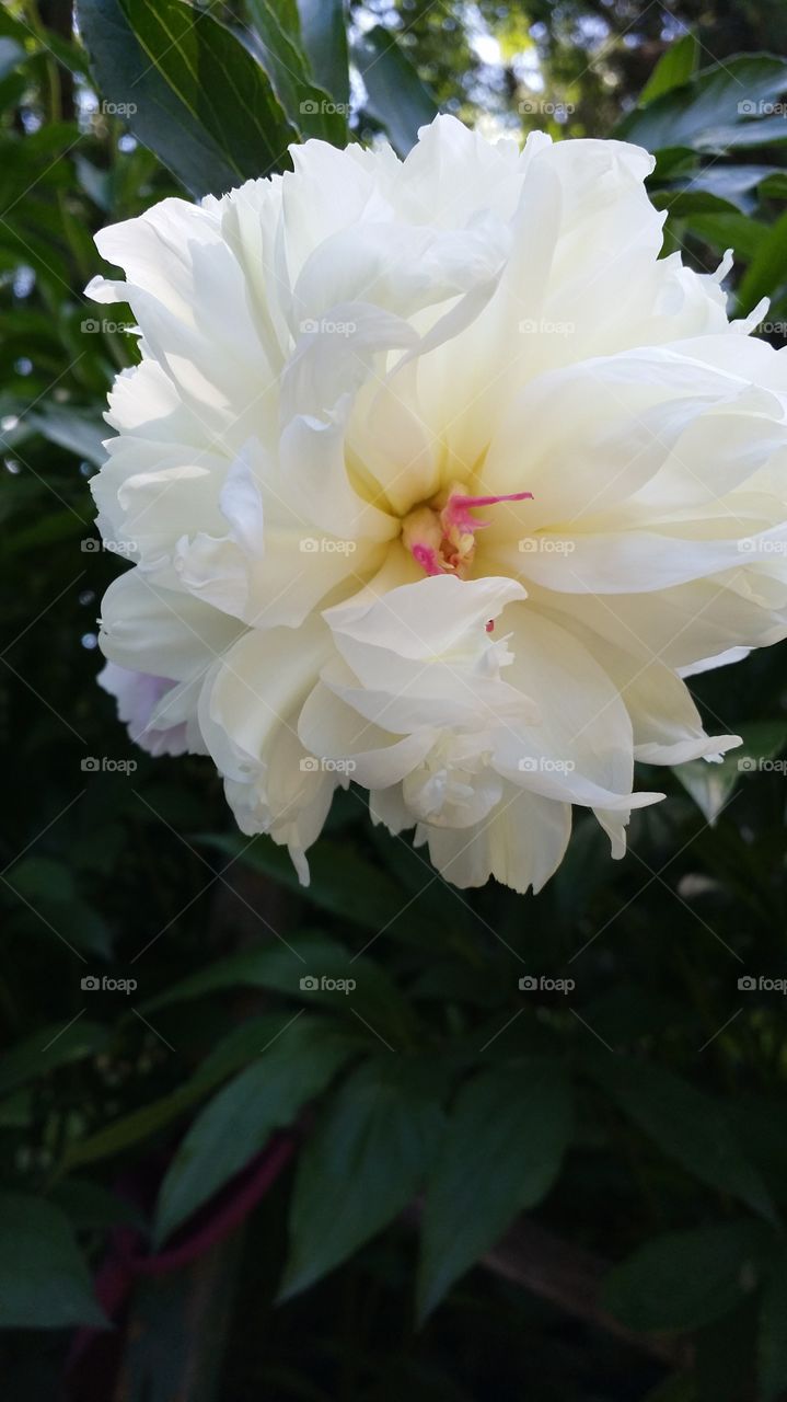 Big white and pink flower
