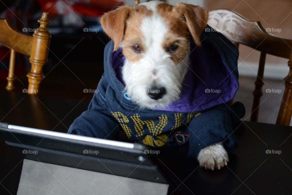 Dog sitting in a costume and listening to music