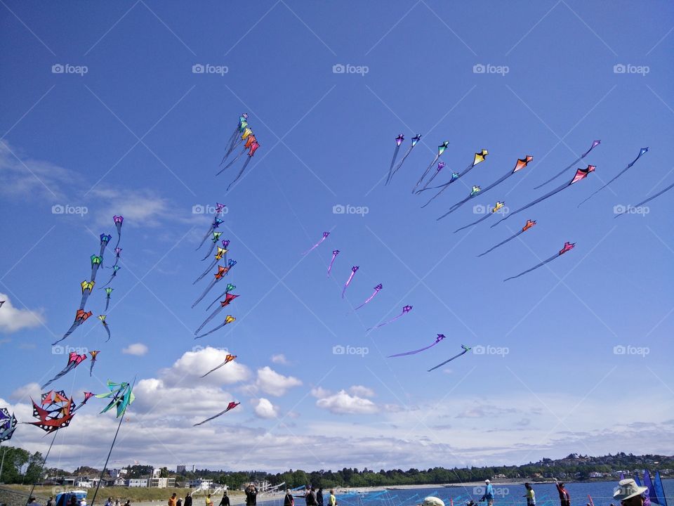 Flock Of Kites