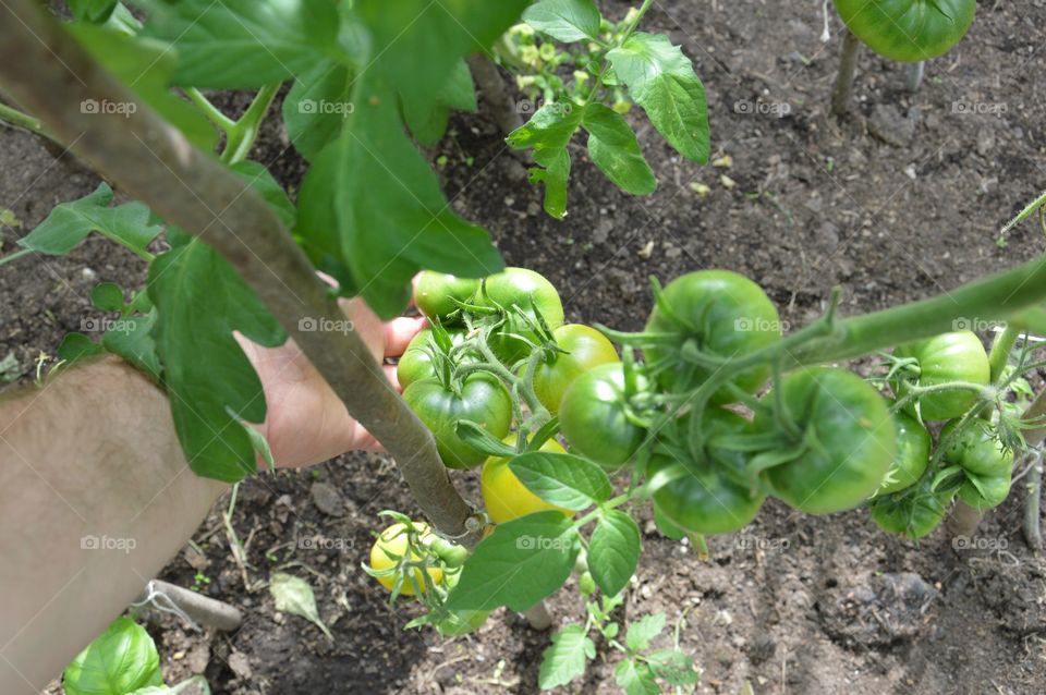 Tomatoes at greenhouse