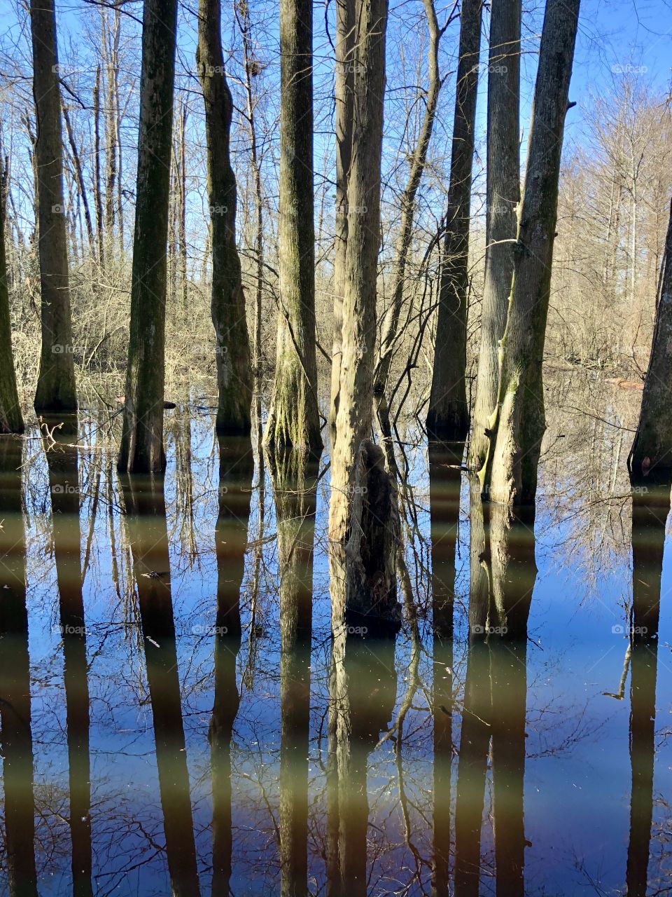 Trees reflecting in marsh