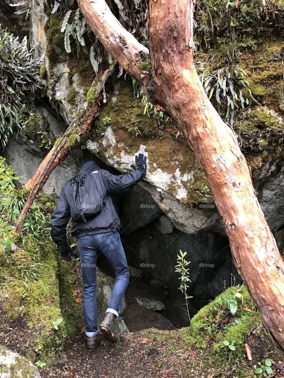 Exploring every nook and cranny in the paper tree covered mountains of Cajas National Park, Ecuador