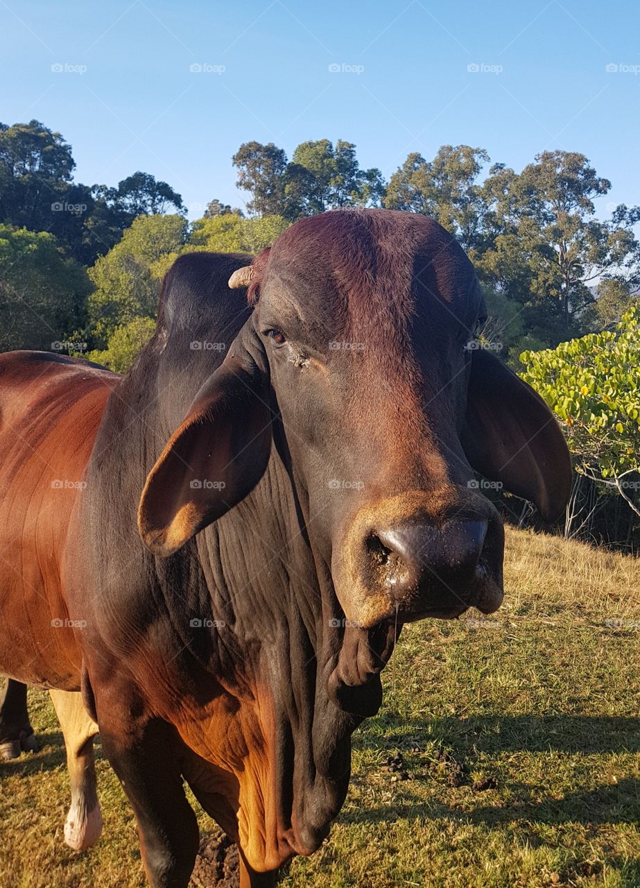 The Brahman Bull