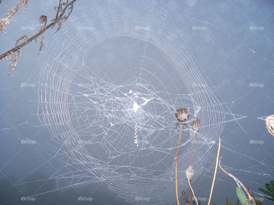 beautiful spider web