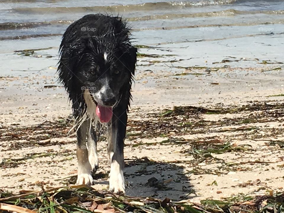 Wet Border collie dog walking out of ocean 