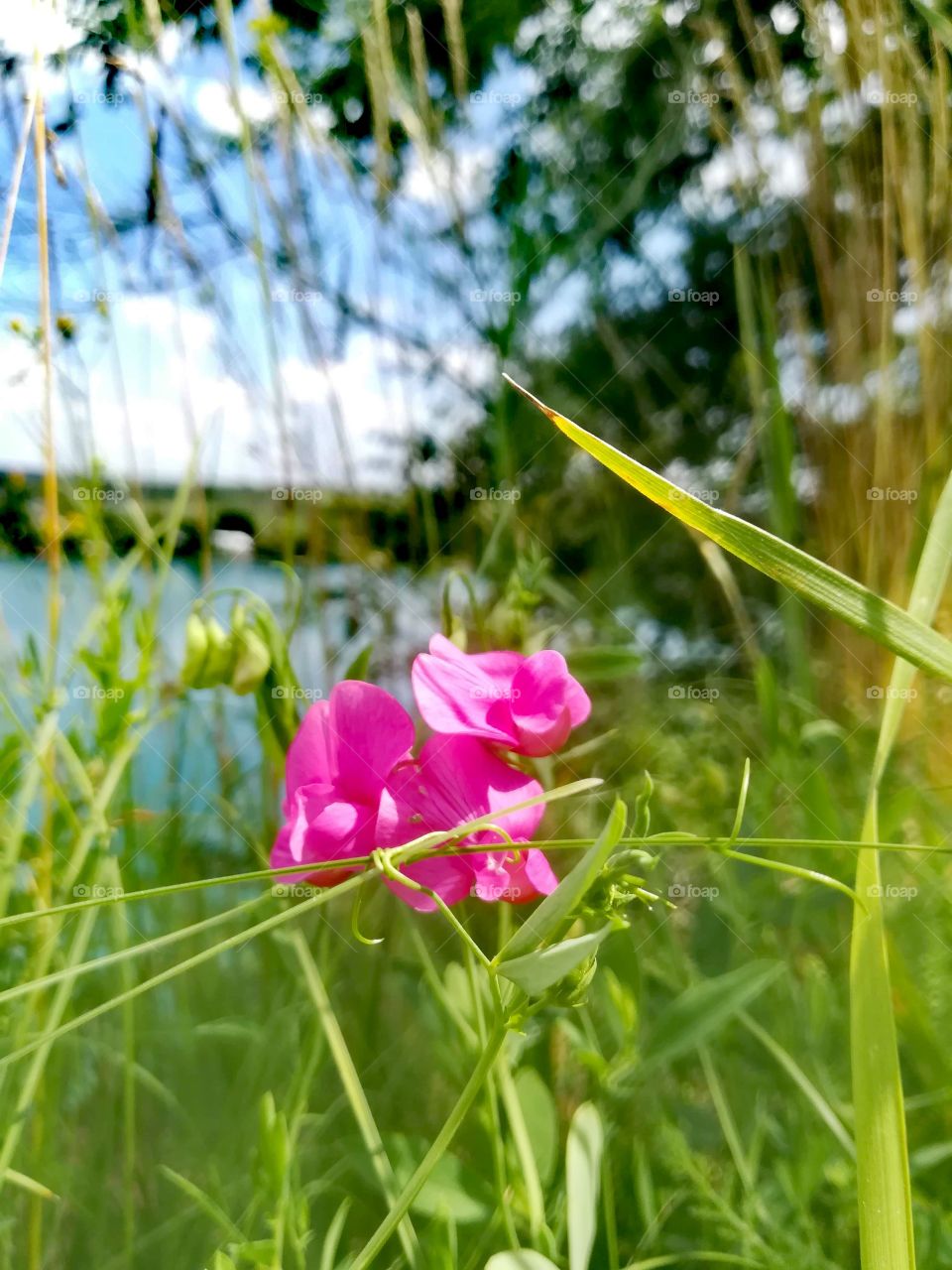 Pink and Green