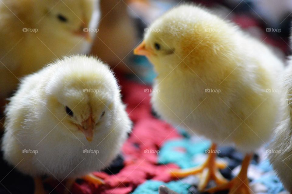 Close-up of baby chicks