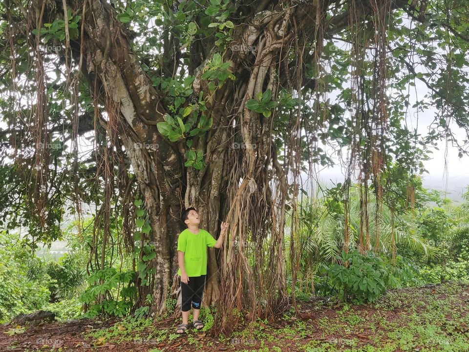 admiring the great banyan tree