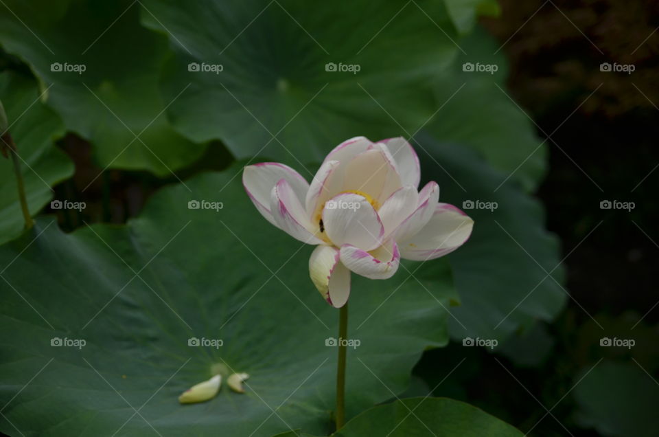 lotos flower