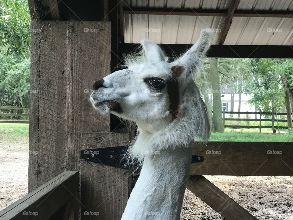 Gracie the llama giving the ‘stink eye’ lol.