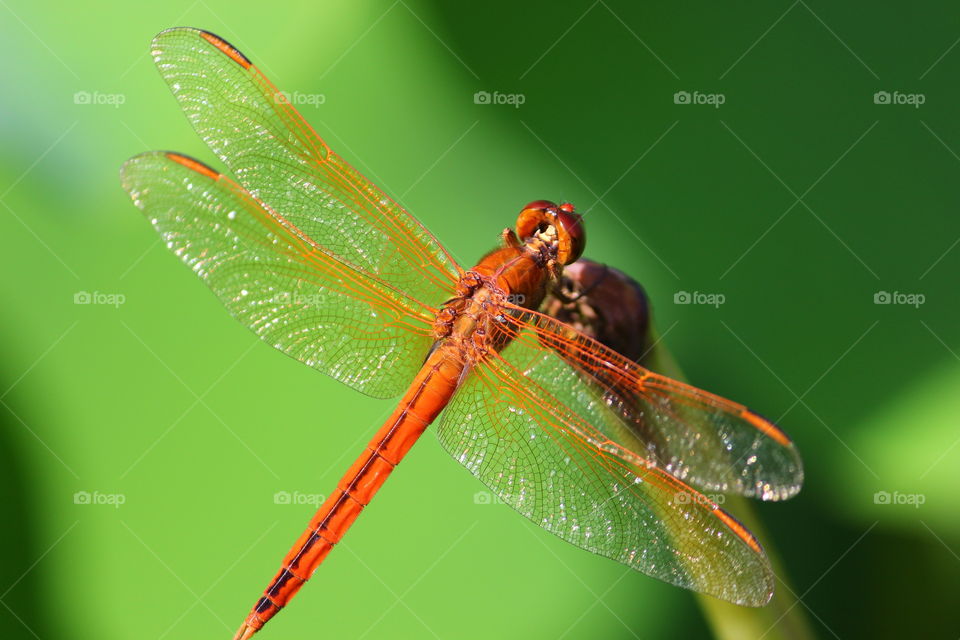 Red Dragonfly Perched