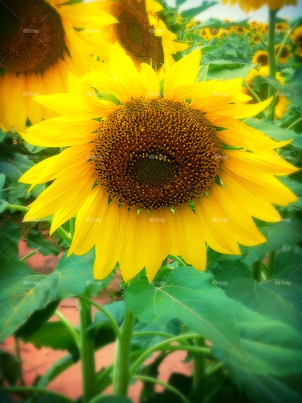 Up close and personal . I love to look at sunflowers even up close. Breath taking 