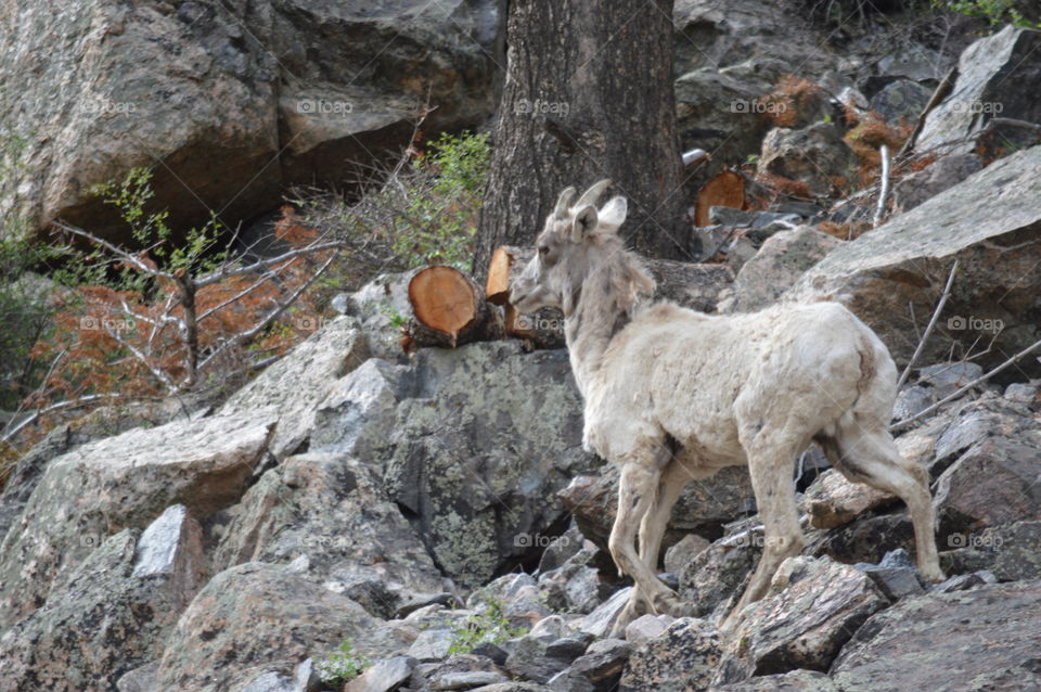 mountain goat