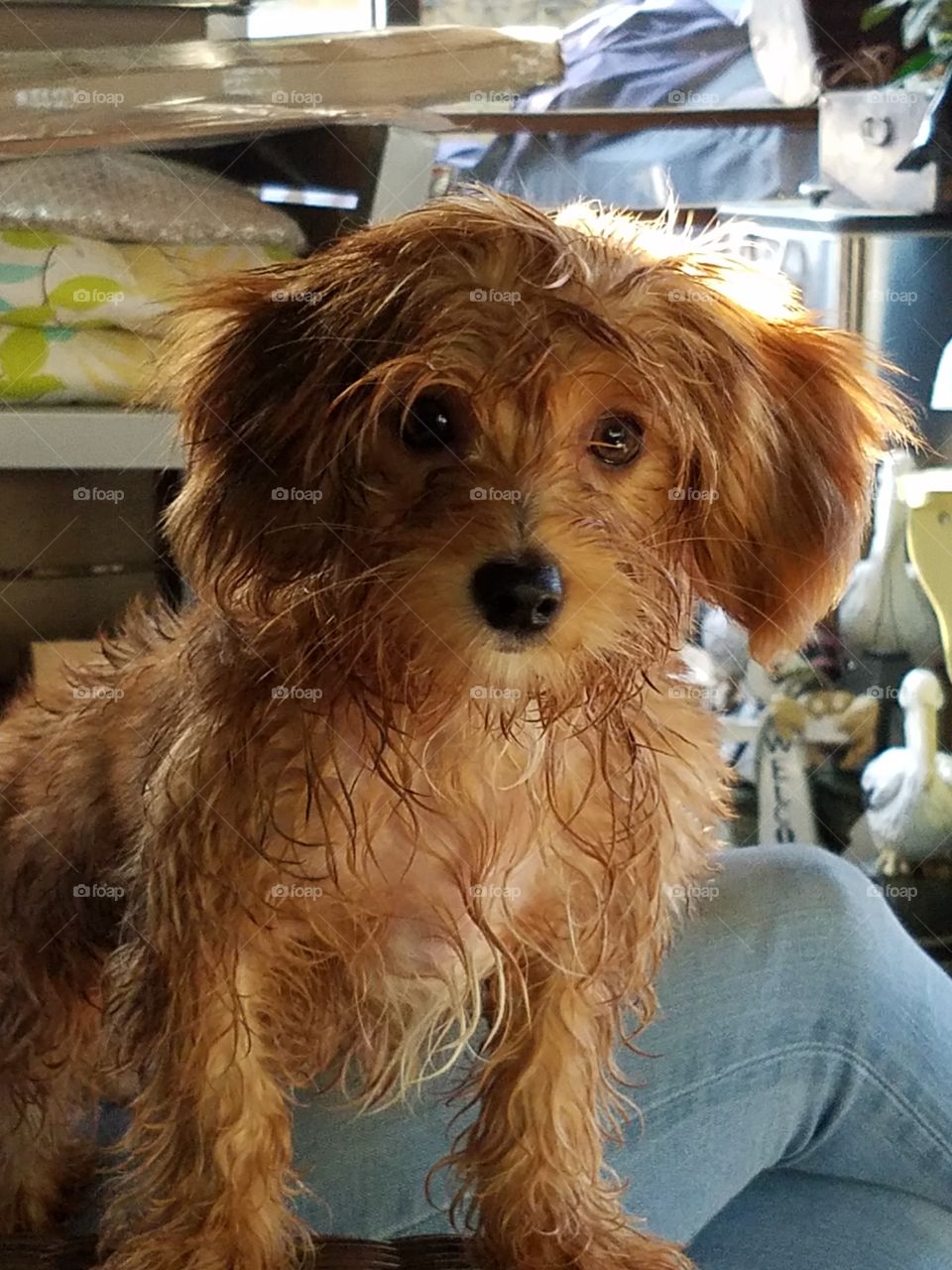 What happens when a dorkie gets wet.