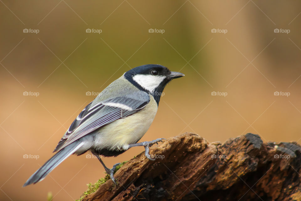 Great titmouse bird