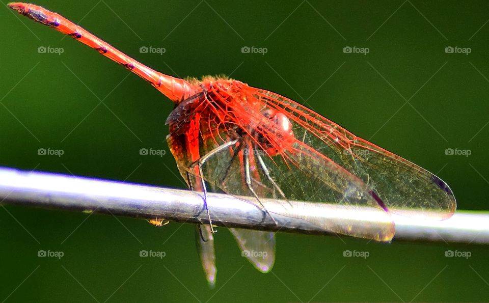 Red Dragonfly