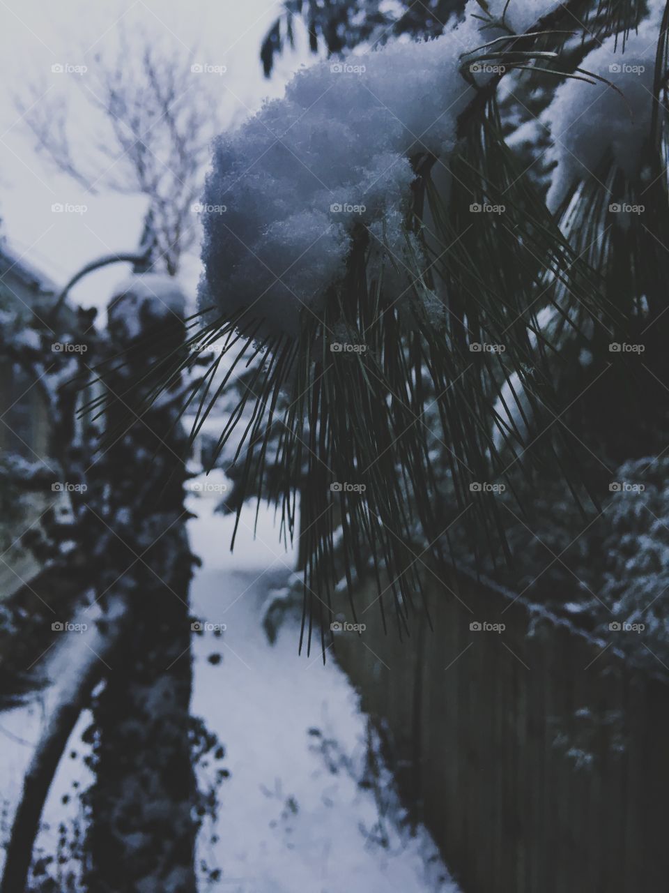 Fresh powdery snow on a white pine tree branch during winter with a snowy wooden fence in soft background 