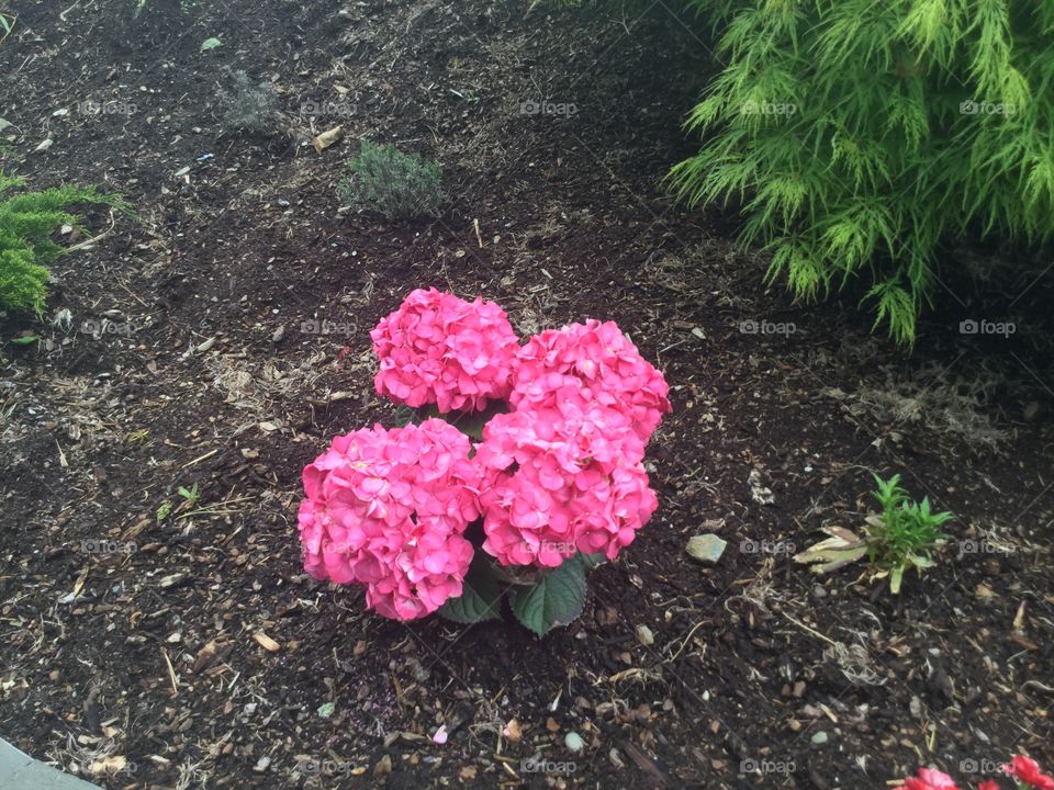 Bright Pink Rhododendron Freshly Planted in the Garden this Spring 