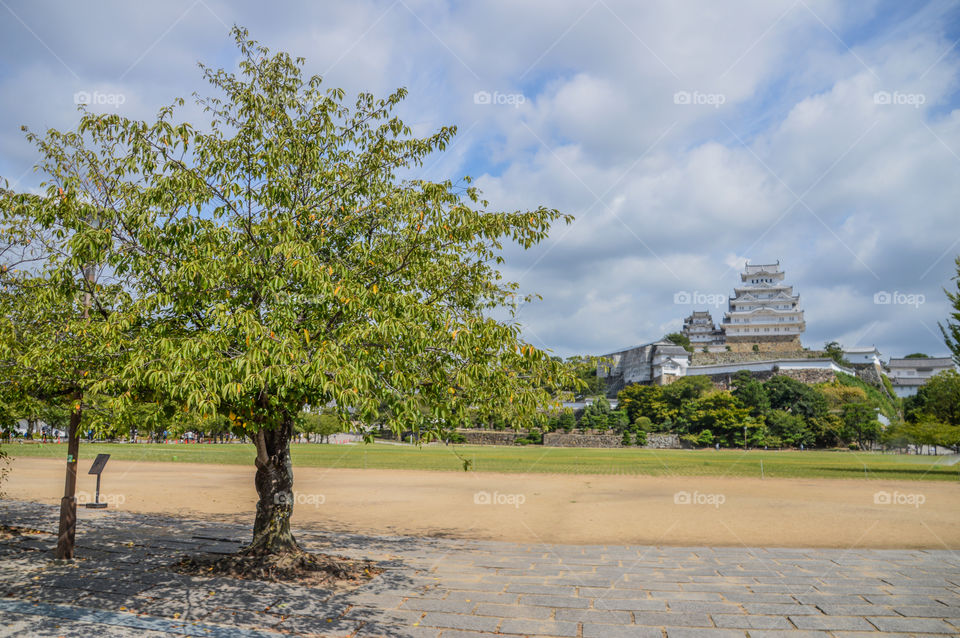 Himeji Castle Japan And Tree In Front