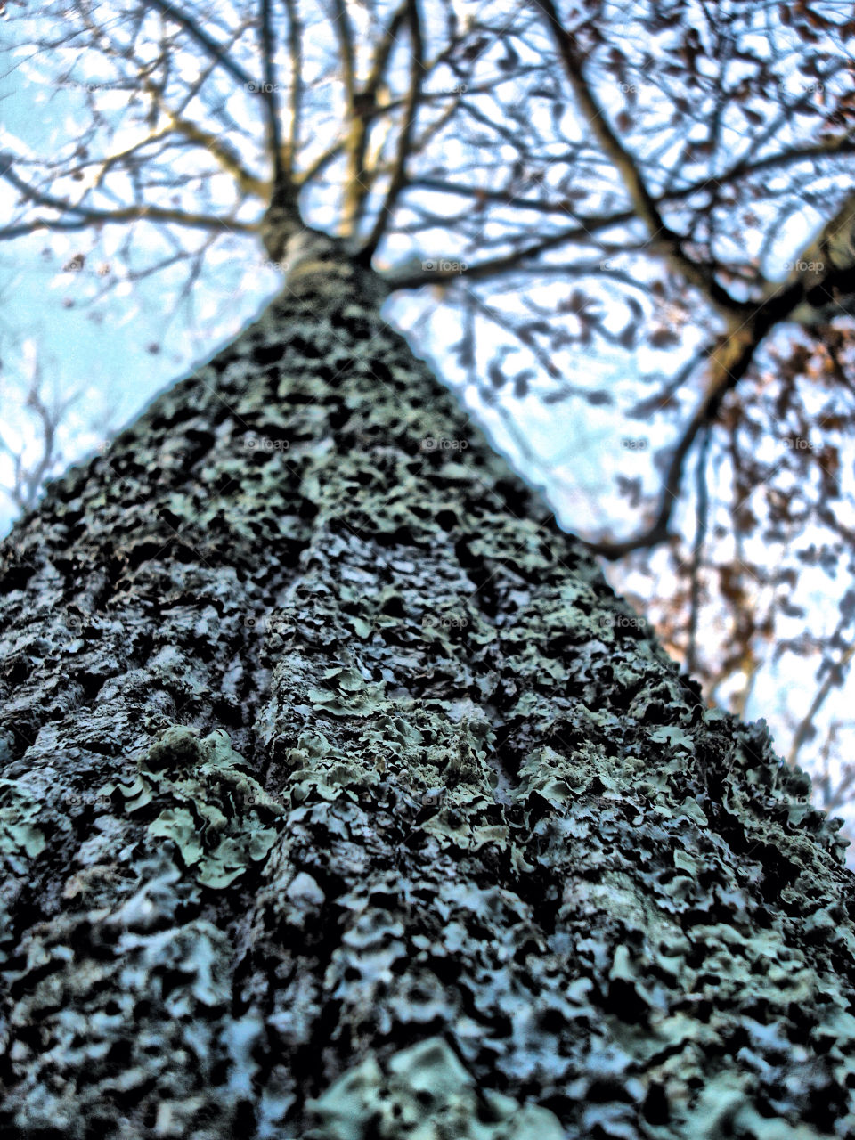 sky green blue tree by somebeach