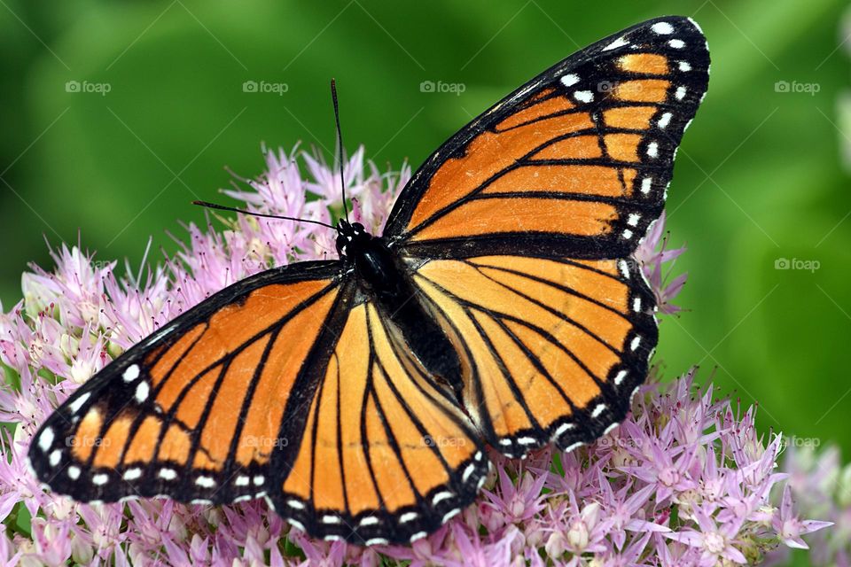Beautiful and colourful butterfly