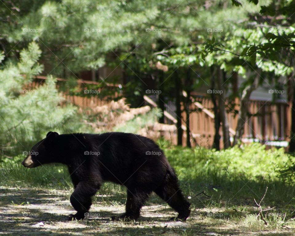 Black bear taking a quick trot through the neighborhood 