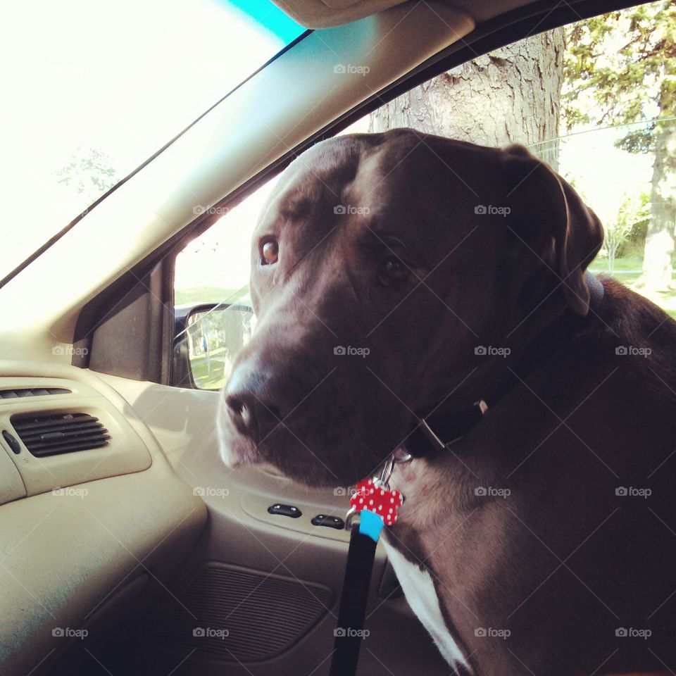 Road Dawg. brown Pit Bull, riding in the front seat of a car