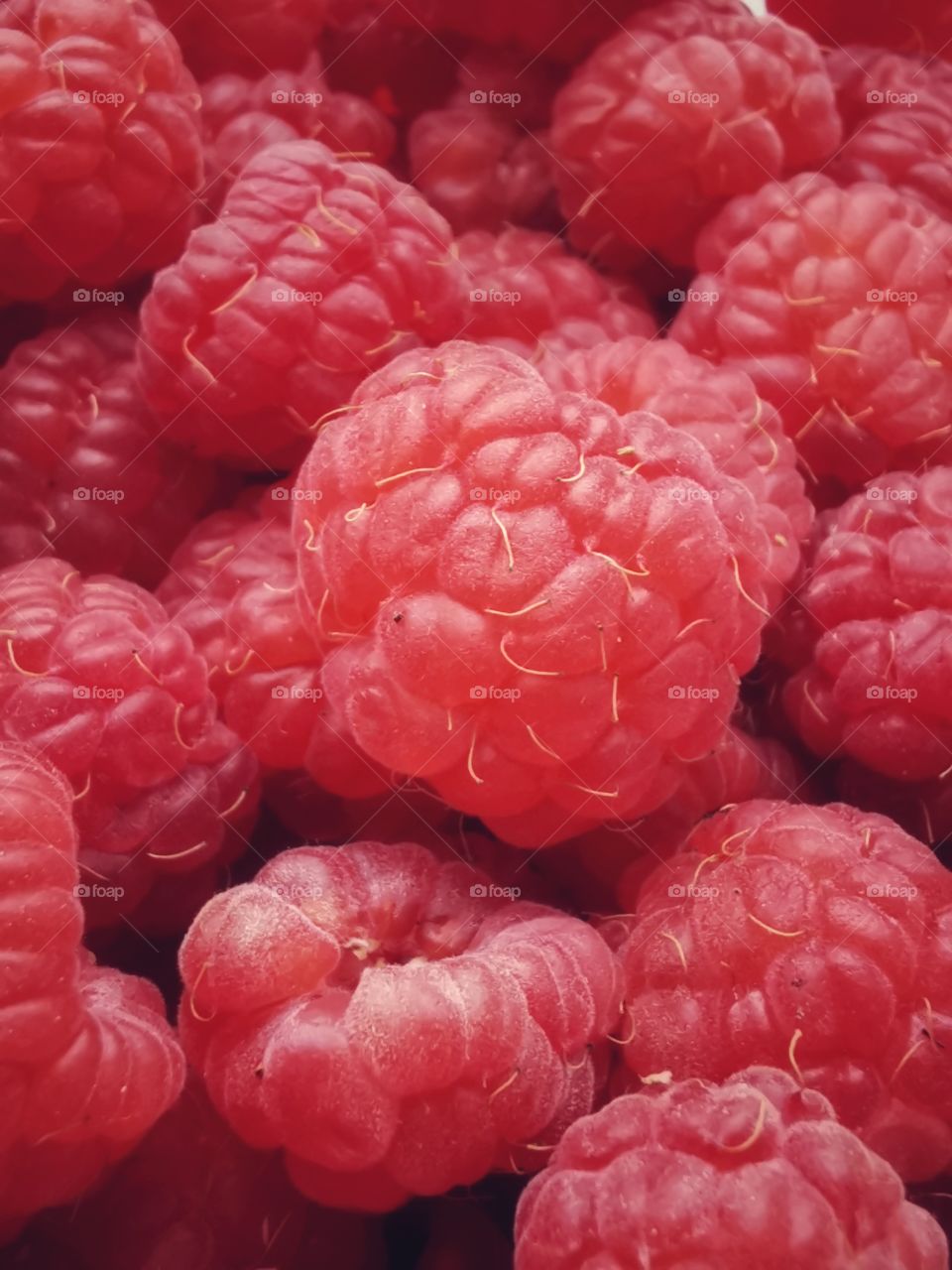 Fromboise berry hand happy view bio fresh yummy healthy Red raspberry nature eco vegan juicy fruits