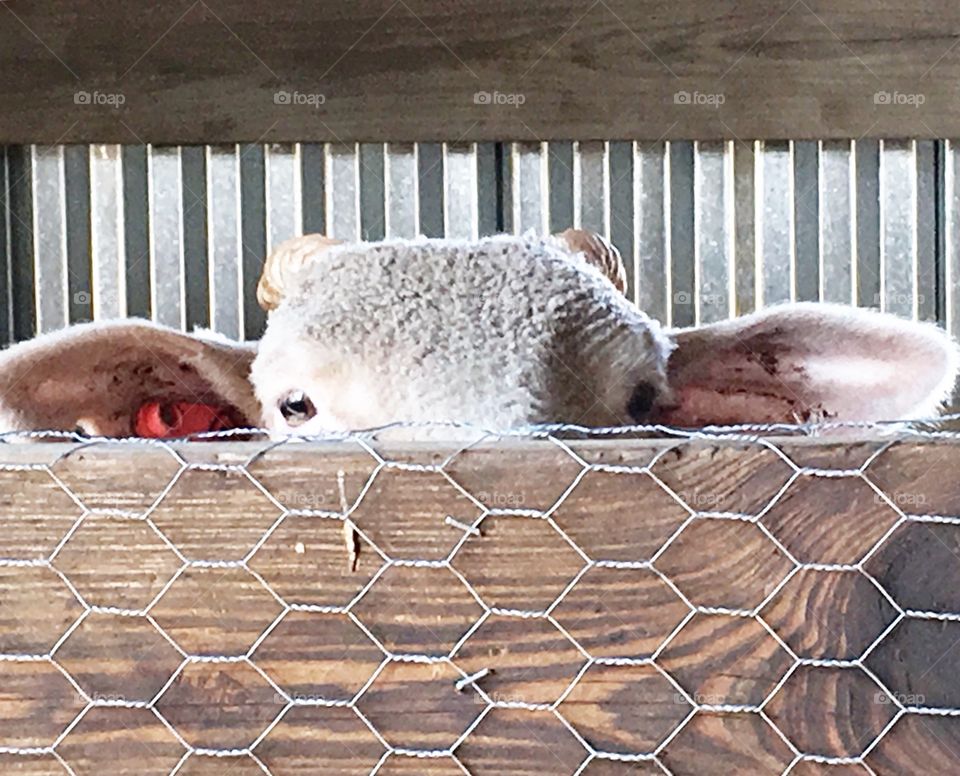 Shy lamb. This is Lambie. Lambie is a fine wool lamb, specifically a Rambouillet breed. This photo was taken when he first came to live with us. He is no longer shy; in fact he is very lovable and quite silly now. Lambie has a big personality!
