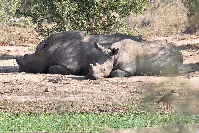 African White Rhinoceros laying at the waterhole, drinking water, rolling in the mud, sleeping next to the water to cool down from the heat.