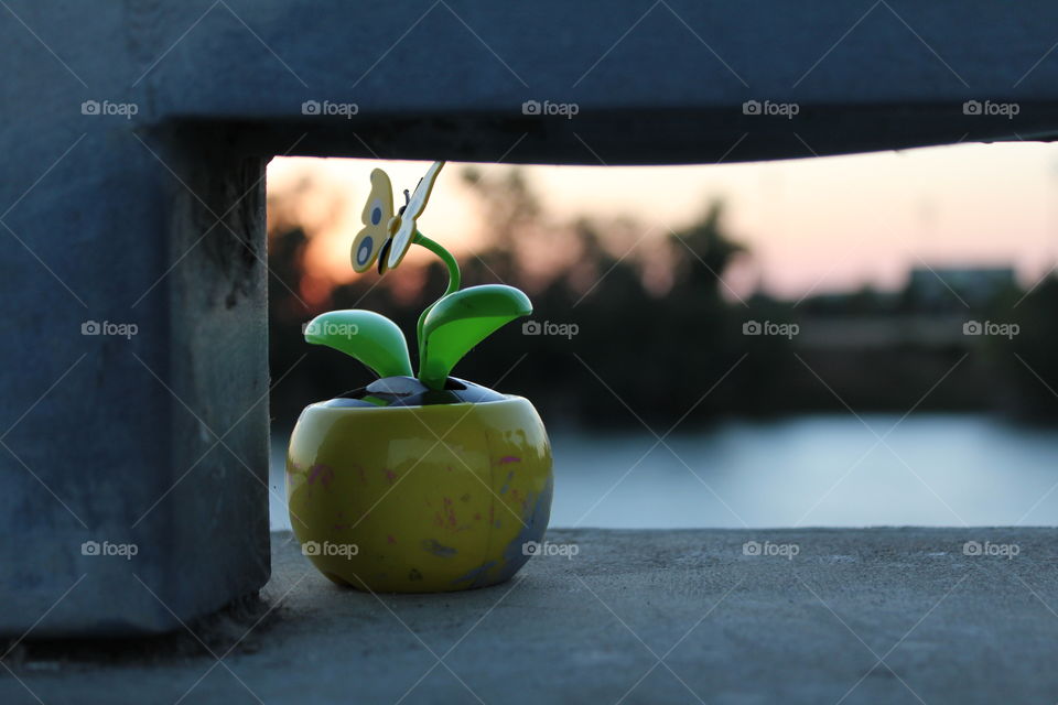 No Person, Still Life, Nature, Flower, Summer