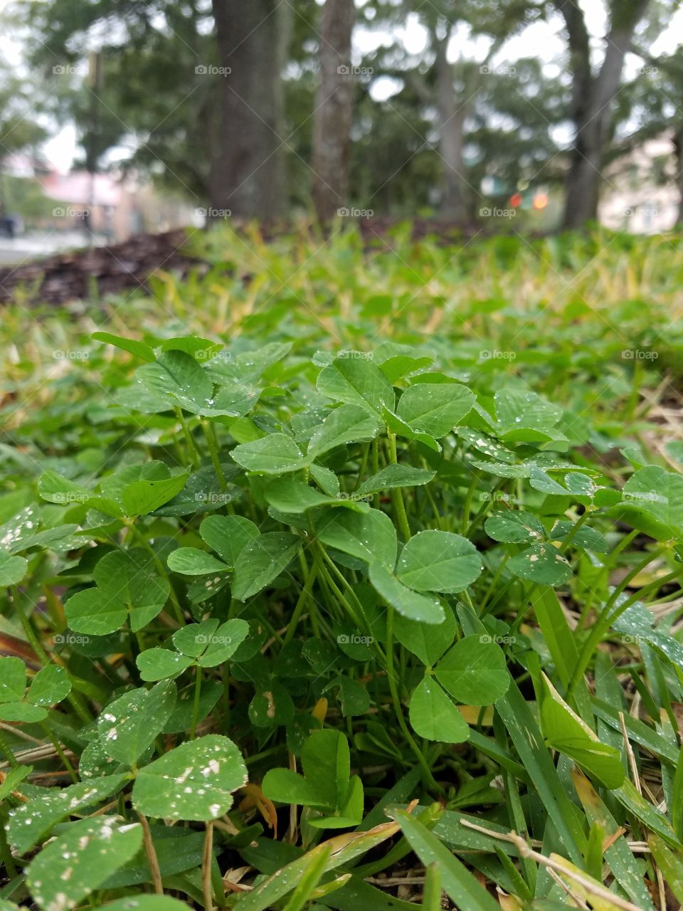 clovers